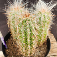 #EC145 EXACT Oreocereus Celsianus Old Man Cactus Plant