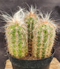 #EC145 EXACT Oreocereus Celsianus Old Man Cactus Plant