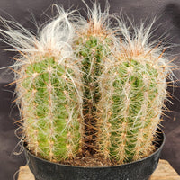 #EC145 EXACT Oreocereus Celsianus Old Man Cactus Plant