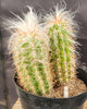 #EC145 EXACT Oreocereus Celsianus Old Man Cactus Plant