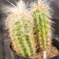 #EC145 EXACT Oreocereus Celsianus Old Man Cactus Plant