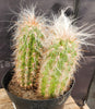 #EC145 EXACT Oreocereus Celsianus Old Man Cactus Plant