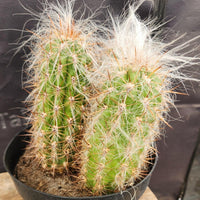 #EC145 EXACT Oreocereus Celsianus Old Man Cactus Plant