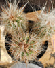 #EC145 EXACT Oreocereus Celsianus Old Man Cactus Plant