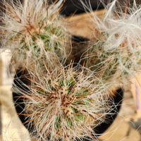 #EC145 EXACT Oreocereus Celsianus Old Man Cactus Plant