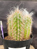 #EC145 EXACT Oreocereus Celsianus Old Man Cactus Plant