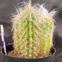 #EC145 EXACT Oreocereus Celsianus Old Man Cactus Plant