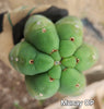 #EC149 EXACT Trichocereus Chavin Herbalist OP Cactus Plant Hybrid Cuttings