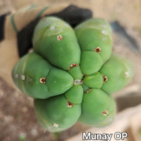 #EC149 EXACT Trichocereus Chavin Herbalist OP Cactus Plant Hybrid Cuttings