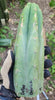 #EC149 EXACT Trichocereus Chavin Herbalist OP Cactus Plant Hybrid Cuttings