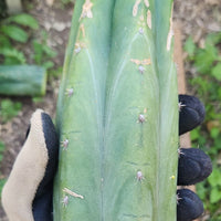 #EC149 EXACT Trichocereus Chavin Herbalist OP Cactus Plant Hybrid Cuttings