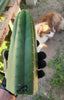 #EC149 EXACT Trichocereus Chavin Herbalist OP Cactus Plant Hybrid Cuttings