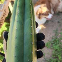 #EC149 EXACT Trichocereus Chavin Herbalist OP Cactus Plant Hybrid Cuttings