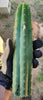 #EC149 EXACT Trichocereus Chavin Herbalist OP Cactus Plant Hybrid Cuttings