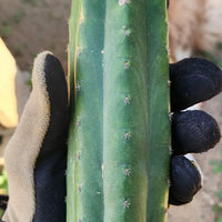 #EC149 EXACT Trichocereus Chavin Herbalist OP Cactus Plant Hybrid Cuttings