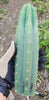 #EC149 EXACT Trichocereus Chavin Herbalist OP Cactus Plant Hybrid Cuttings