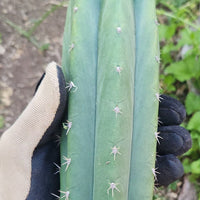 #EC149 EXACT Trichocereus Chavin Herbalist OP Cactus Plant Hybrid Cuttings