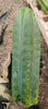 #EC149 EXACT Trichocereus Chavin Herbalist OP Cactus Plant Hybrid Cuttings