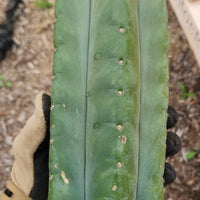 #EC149 EXACT Trichocereus Chavin Herbalist OP Cactus Plant Hybrid Cuttings