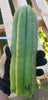 #EC149 EXACT Trichocereus Chavin Herbalist OP Cactus Plant Hybrid Cuttings