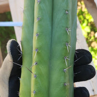 #EC149 EXACT Trichocereus Chavin Herbalist OP Cactus Plant Hybrid Cuttings