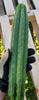 #EC149 EXACT Trichocereus Chavin Herbalist OP Cactus Plant Hybrid Cuttings