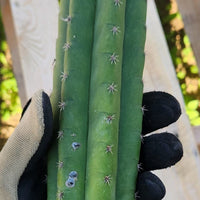 #EC149 EXACT Trichocereus Chavin Herbalist OP Cactus Plant Hybrid Cuttings