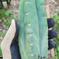 #EC149 EXACT Trichocereus Chavin Herbalist OP Cactus Plant Hybrid Cuttings