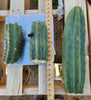 #EC149 EXACT Trichocereus Chavin Herbalist OP Cactus Plant Hybrid Cuttings