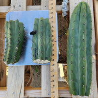 #EC149 EXACT Trichocereus Chavin Herbalist OP Cactus Plant Hybrid Cuttings