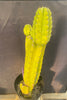 #EC15 EXACT Trichocereus Pachanoi  PC Cactus Plant 19.5”