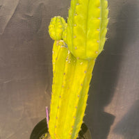 #EC15 EXACT Trichocereus Pachanoi  PC Cactus Plant 19.5”