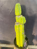 #EC15 EXACT Trichocereus Pachanoi  PC Cactus Plant 19.5”