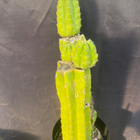 #EC15 EXACT Trichocereus Pachanoi  PC Cactus Plant 19.5”