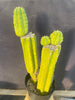 #EC15 EXACT Trichocereus Pachanoi  PC Cactus Plant 19.5”