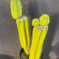 #EC15 EXACT Trichocereus Pachanoi  PC Cactus Plant 19.5”