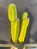 #EC15 EXACT Trichocereus Pachanoi  PC Cactus Plant 19.5”