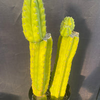 #EC15 EXACT Trichocereus Pachanoi  PC Cactus Plant 19.5”