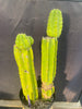 #EC15 EXACT Trichocereus Pachanoi  PC Cactus Plant 19.5”