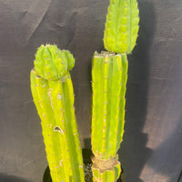 #EC15 EXACT Trichocereus Pachanoi  PC Cactus Plant 19.5”