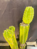 #EC15 EXACT Trichocereus Pachanoi  PC Cactus Plant 19.5”