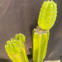 #EC15 EXACT Trichocereus Pachanoi  PC Cactus Plant 19.5”