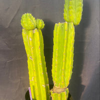 #EC15 EXACT Trichocereus Pachanoi  PC Cactus Plant 19.5”