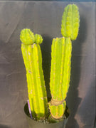 #EC15 EXACT Trichocereus Pachanoi  PC Cactus Plant 19.5”