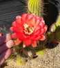 #EC150 EXACT Trichocereus Grandiflorus Western Red Ornamental Cactus Cutting 5-6" Plant