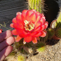 #EC150 EXACT Trichocereus Grandiflorus Western Red Ornamental Cactus Cutting 5-6" Plant