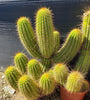 #EC150 EXACT Trichocereus Grandiflorus Western Red Ornamental Cactus Cutting 5-6" Plant