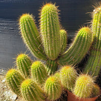 #EC150 EXACT Trichocereus Grandiflorus Western Red Ornamental Cactus Cutting 5-6" Plant