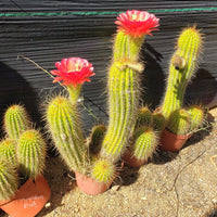 #EC150 EXACT Trichocereus Grandiflorus Western Red Ornamental Cactus Cutting 5-6" Plant