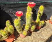 #EC150 EXACT Trichocereus Grandiflorus Western Red Ornamental Cactus Cutting 5-6" Plant